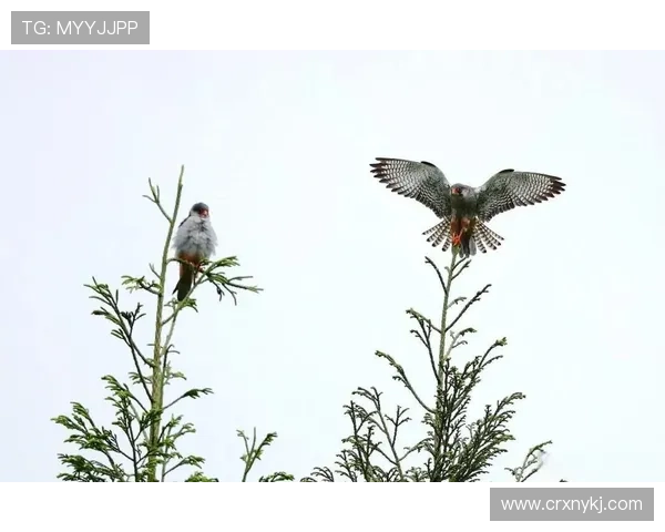 1000只猛禽红脚隼现身云南腾冲！国内罕见，猛禽聚集是好事吗？